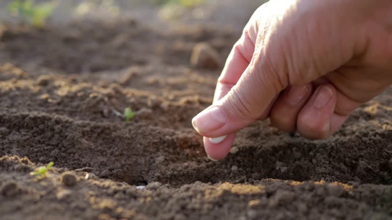 Farmer Hand Planting Seeds In The Ground