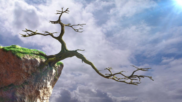 istock old dead tree on a cliff, fairy tale landscape 1186474817