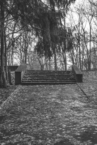 stairs in the park in black and white in november