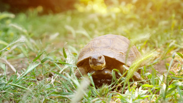 istock Turtle moving on fresh green grass to the camera 1186476511