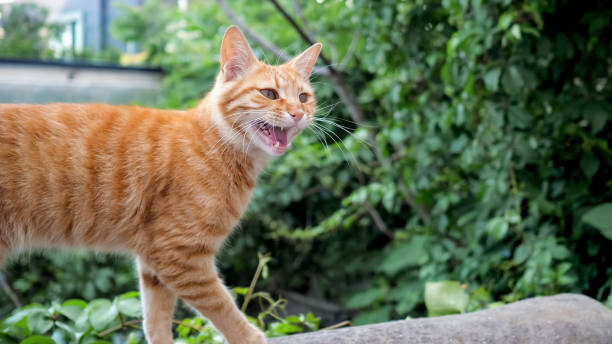 istock red cat walks left-right and mew 1186476518