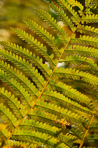 Changing leaves on fern with alternating stems growing out of midrib. Photo taken at Blackwater River state forest in Northwest Florida. Nikon D7200 with Nikon 200m macro lens.