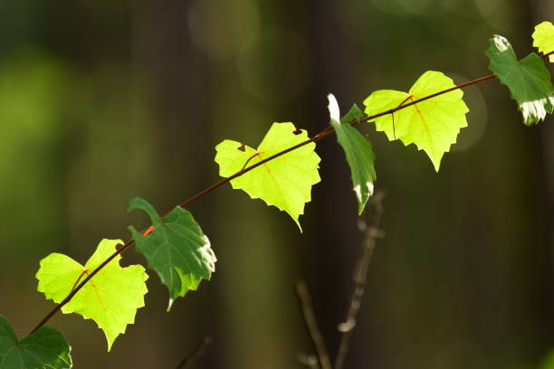 istock Three backlit grape leaves on vine, with shaded ones in foreground 1186478324