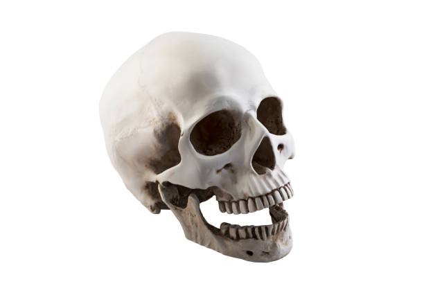 istock Human skull with open jaw isolated on white background with clipping path 1186480581