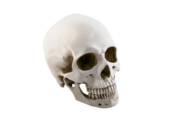 istock Human skull isolated on white background with clipping path 1186480583