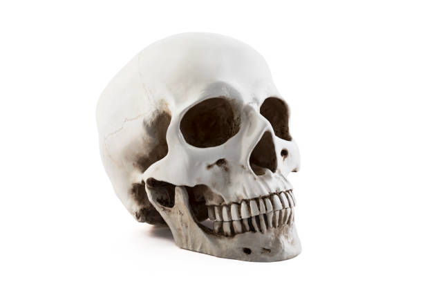 istock Human skull isolated on white background with clipping path 1186480596