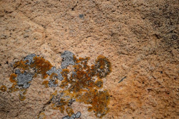 Texture, color and lichens on natural rock surfaces