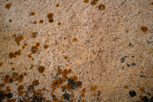 Texture, color and lichens on natural rock surfaces