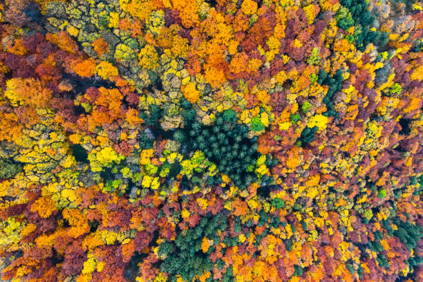 istock Orange and red autumn trees in colorful forest 1186482094