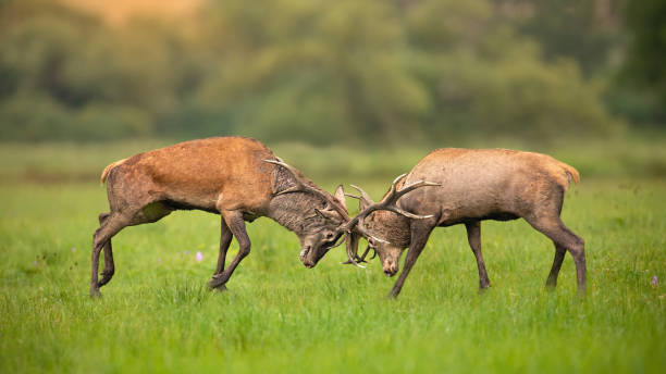 istock Two red deer stags fighting against each other using antlers and pushing hard 1186483066