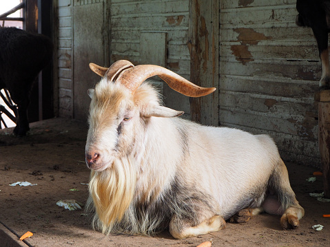 A white goat with big horns (Capra aegagrus hircus) is lying on the wooden floor of an animal house