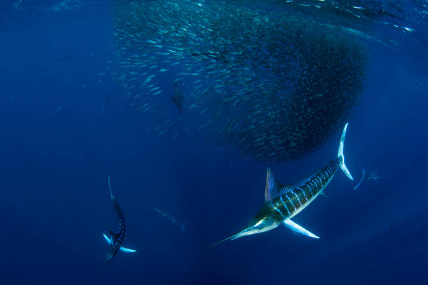 Striped marlin hunting in sardine bait ball in pacific ocean stock photo