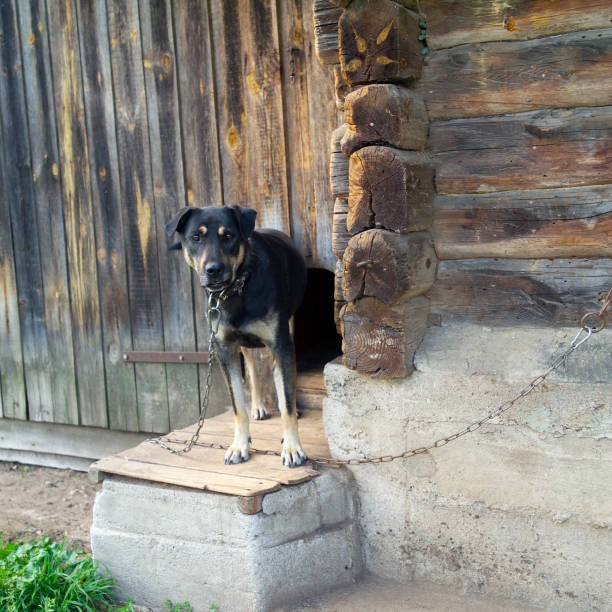 istock tethered dog near a kennel 1186488996