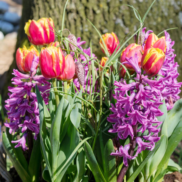 istock tulips and  hyacinths (muscari armeniacum) in a park. Selective focus. 1186489193