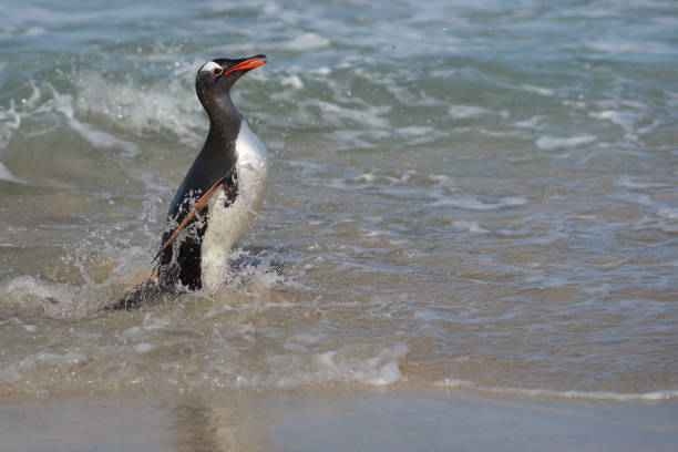 istock Gentoo Penguins (Pygoscelis papua) coming ashore 1186490198
