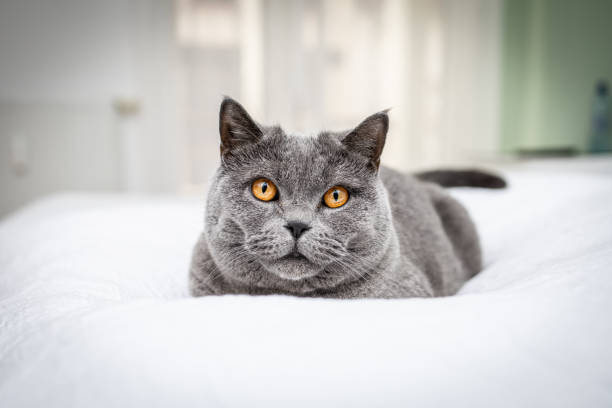 Alessio3 Cat chilling on sheets british shorthair cat photos stock pictures, royalty-free photos & images