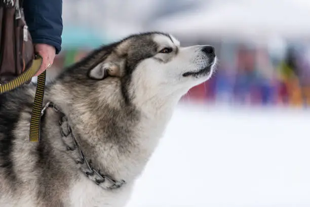 Photo of Husky dog portrait, winter snowy background. Funny pet on walking before sled dog training.