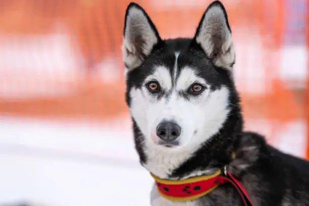 Photo of Husky dog portrait, winter snowy background. Funny pet on walking before sled dog training.