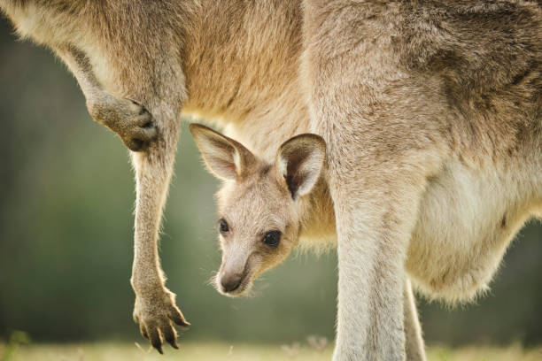 wildkänguru joey in offenen grasfeld bei sonnenuntergang mit goldenem licht im beutel - kangaroo joey marsupial mammal stock-fotos und bilder