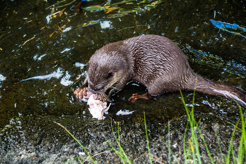 Short clawed river otter grabs a fishy lunch. Auckland Zoo, Auckland, New Zealand