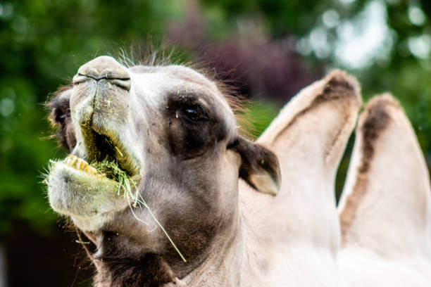 istock Bactrian camel grabbing breakfast. Calgary Zoo, Calgary, Alberta, Canada 1186497078