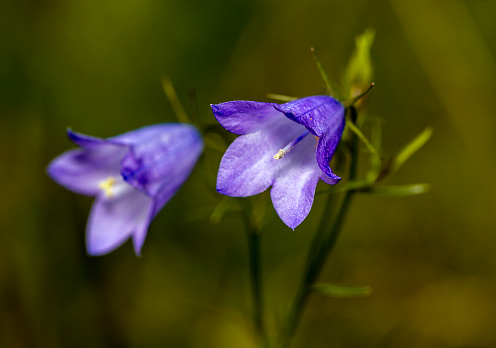 Close up of a bluish purple geranium in Summer.