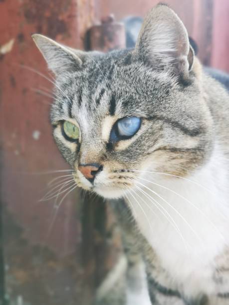 istock Blue and green eyes of one cat 1186498163