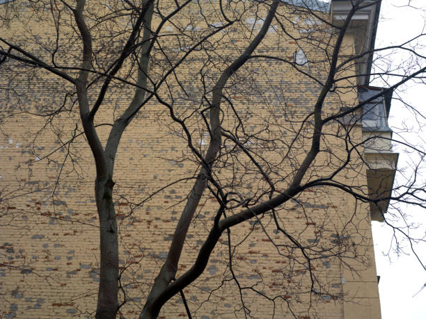 istock tree with naked branches against the  building 1186500005