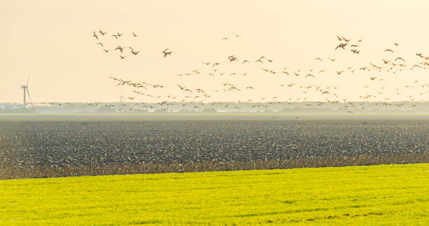istock Birds flying over a field with wind turbines in sunlight at fall 1186500069
