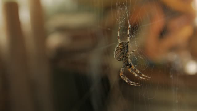 Big Spider Eats On Web