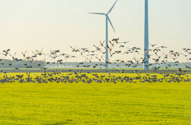 Birds flying over a field with wind turbines in sunlight at fall