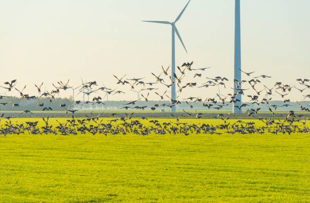 Birds flying over a field with wind turbines in sunlight at fall stock photo