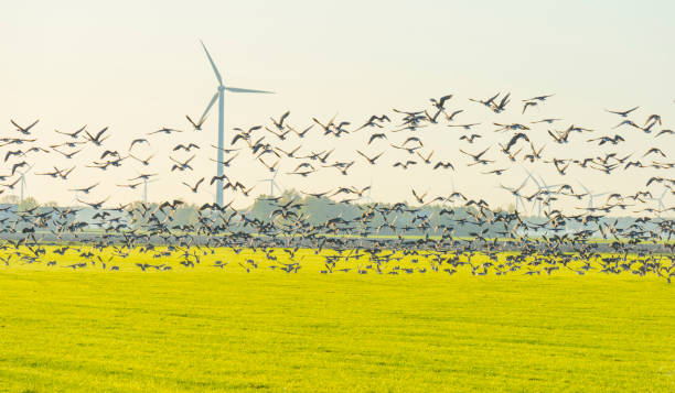 istock Birds flying over a field with wind turbines in sunlight at fall 1186500082