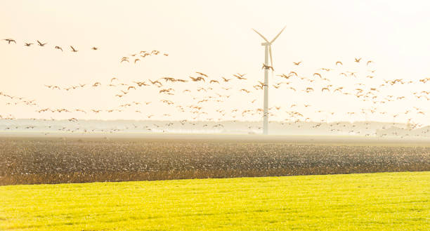 istock Birds flying over a field with wind turbines in sunlight at fall 1186500093