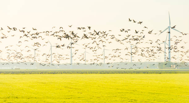 istock Birds flying over a field with wind turbines in sunlight at fall 1186500103