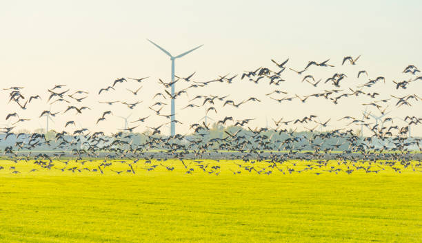istock Birds flying over a field with wind turbines in sunlight at fall 1186500109