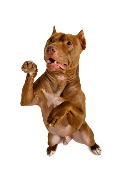 istock American Pit Bull Terrier dog stands up on its hind legs 1186500115