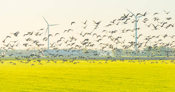 istock Birds flying over a field with wind turbines in sunlight at fall 1186500122