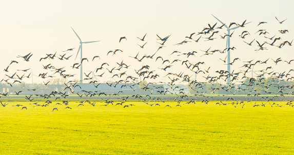 Birds flying over a field with wind turbines in sunlight at fall