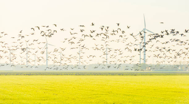 istock Birds flying over a field with wind turbines in sunlight at fall 1186500142
