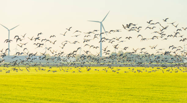 istock Birds flying over a field with wind turbines in sunlight at fall 1186500144