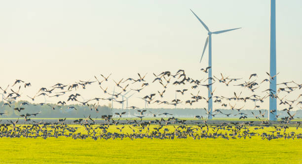 istock Birds flying over a field with wind turbines in sunlight at fall 1186500149
