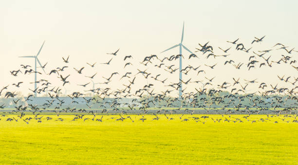 istock Birds flying over a field with wind turbines in sunlight at fall 1186500162