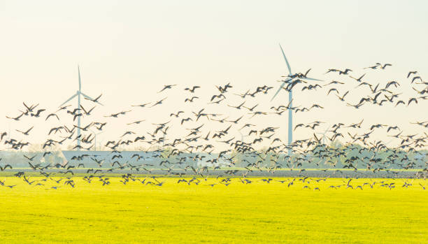 istock Birds flying over a field with wind turbines in sunlight at fall 1186500168