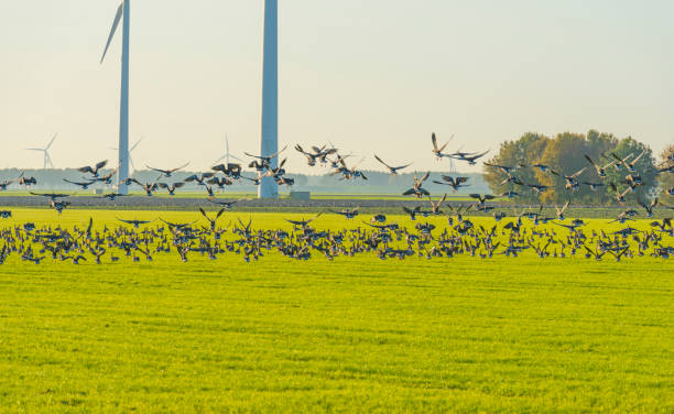 istock Birds flying over a field with wind turbines in sunlight at fall 1186500174
