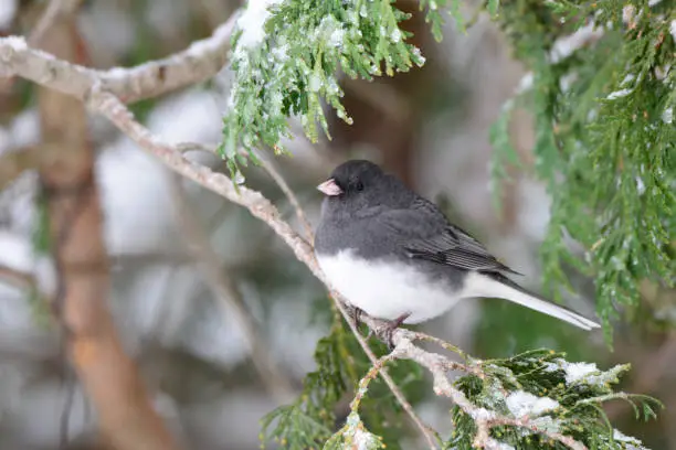 Winter scene of a male Dark Eyed Junco bird perched in snow covered cedar tree branch