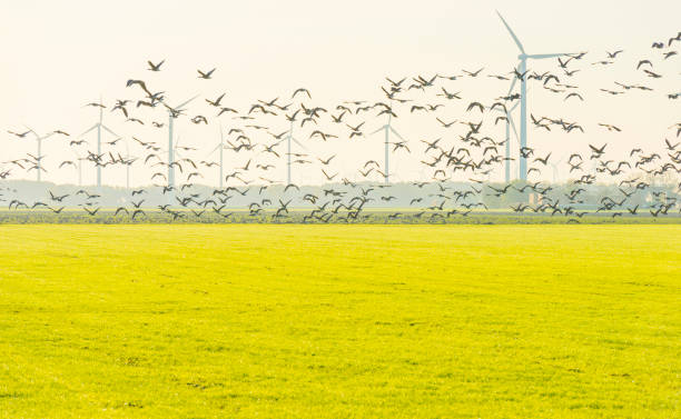 istock Birds flying over a field with wind turbines in sunlight at fall 1186500185