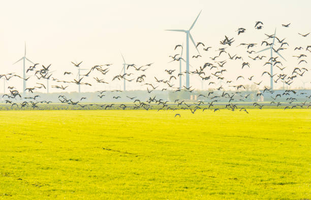 istock Birds flying over a field with wind turbines in sunlight at fall 1186500201