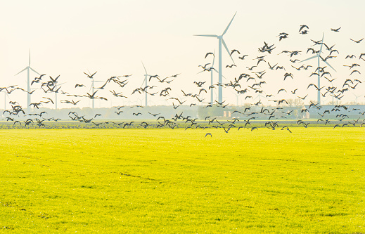 Birds flying over a field with wind turbines in sunlight at fall