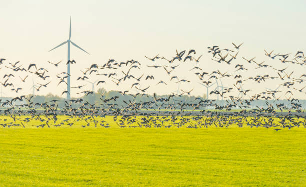 istock Birds flying over a field with wind turbines in sunlight at fall 1186500210